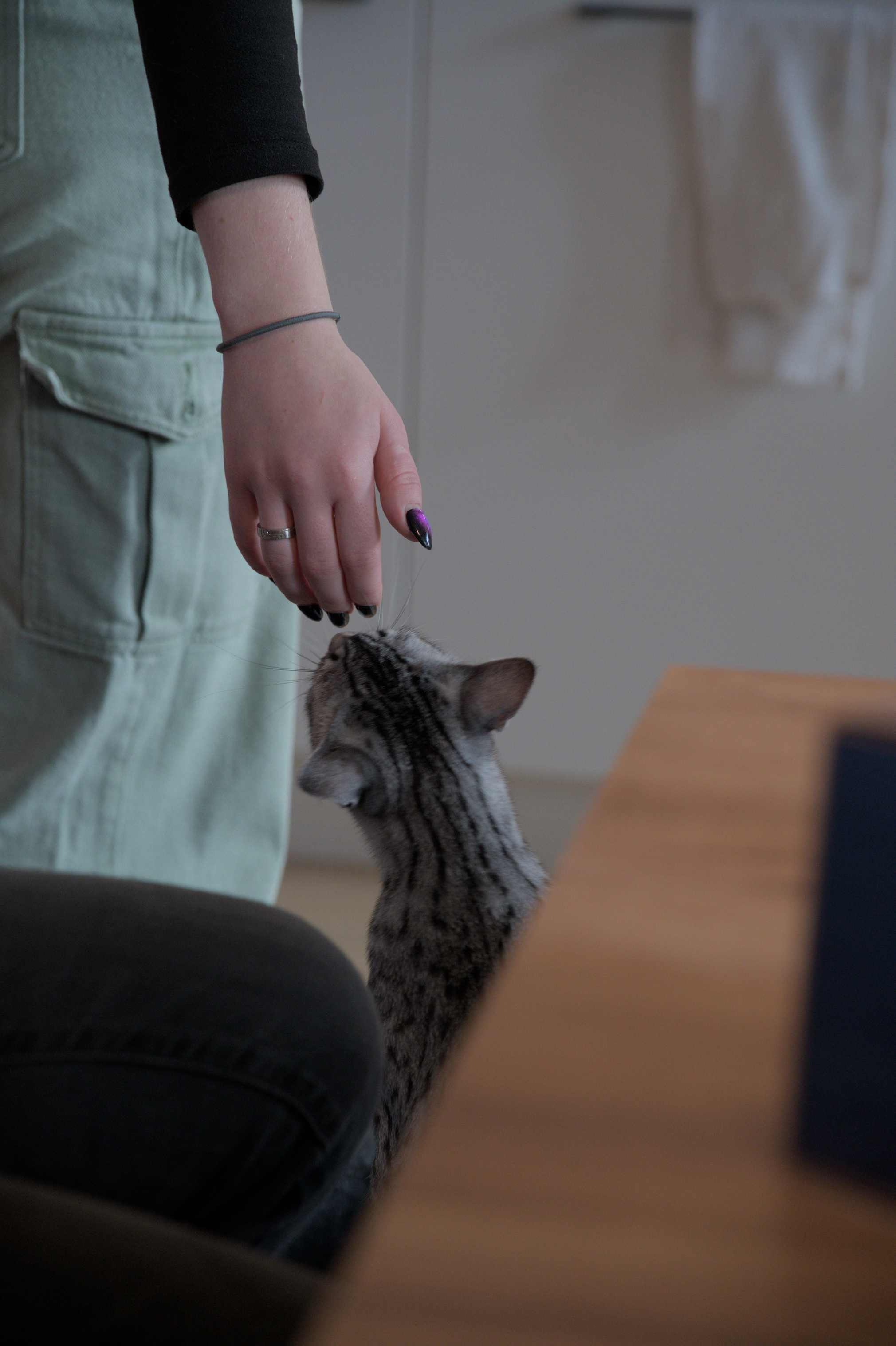 2025/10/12 - cats/DSC_0070.jpg